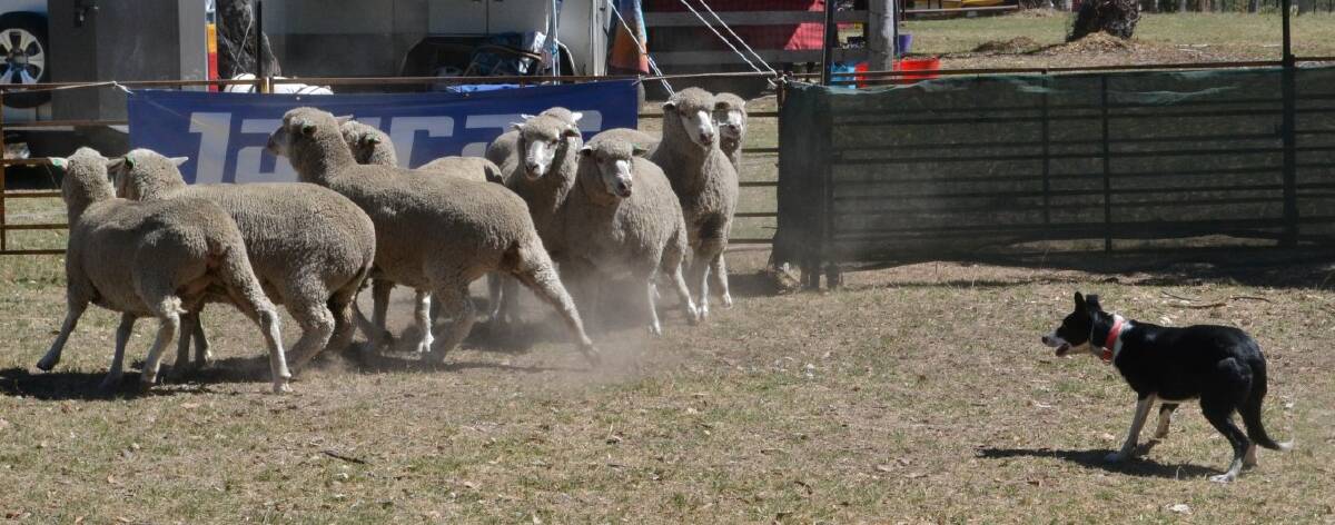The sheepdog trials are a popular draw for competitors and spectators.