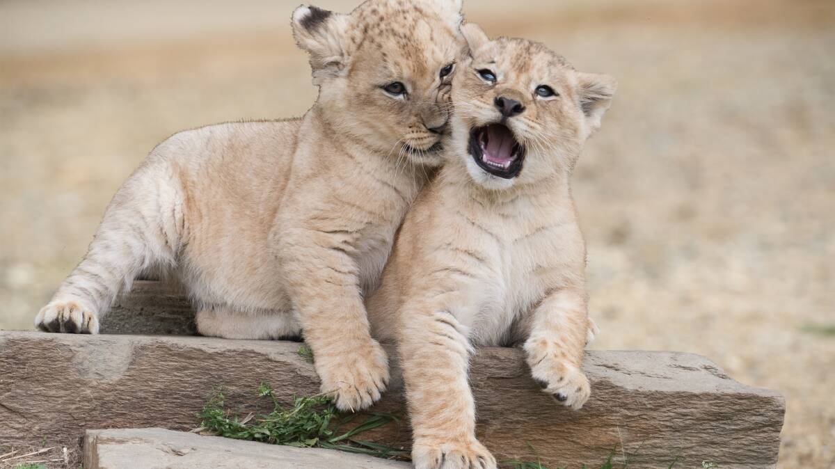 Mogo Zoo's new African lion cubs Chitwa and Zuri.