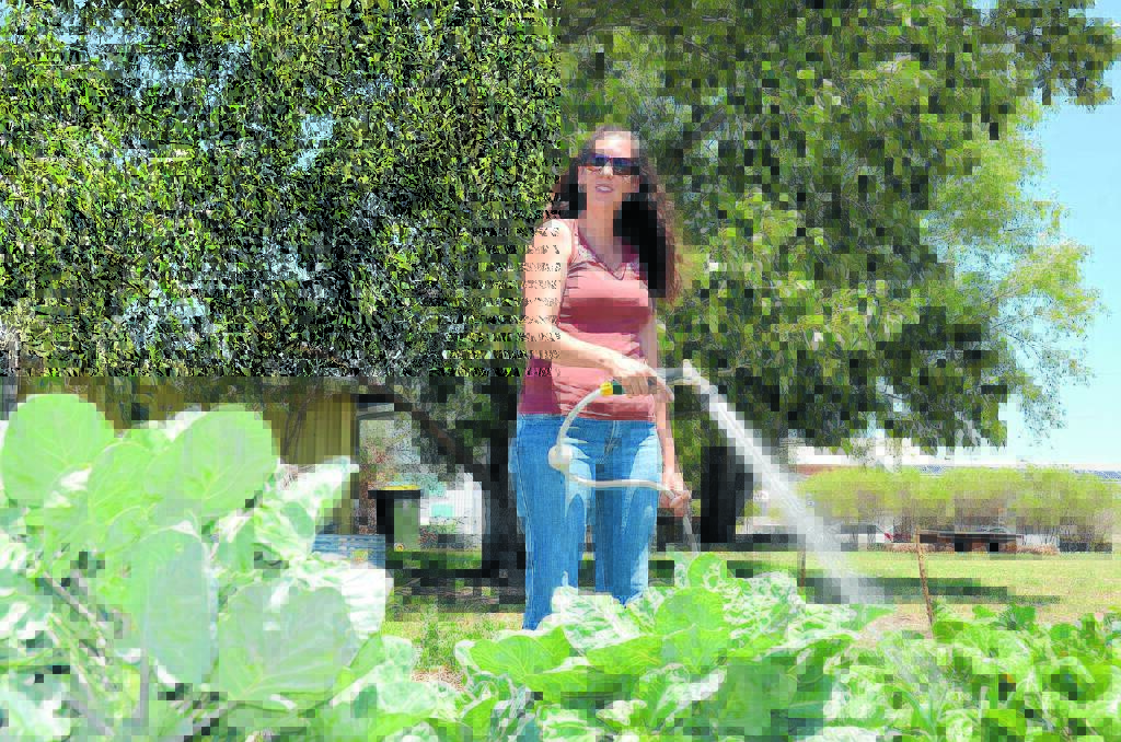 WATER: Sarah Priest gives a bed of cabbage at the community garden a drink