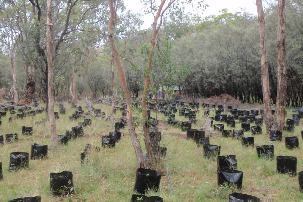 A NSW Police photo of the Bundarra property, complete with hundreds of cannabis plants.