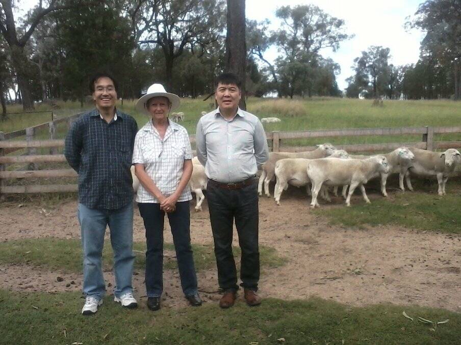 VISITORS: Dr Yuandan Zhang, Marlene Lawton (stud owner) and Zhijun Tang with a pen of white Dorper stud rams.