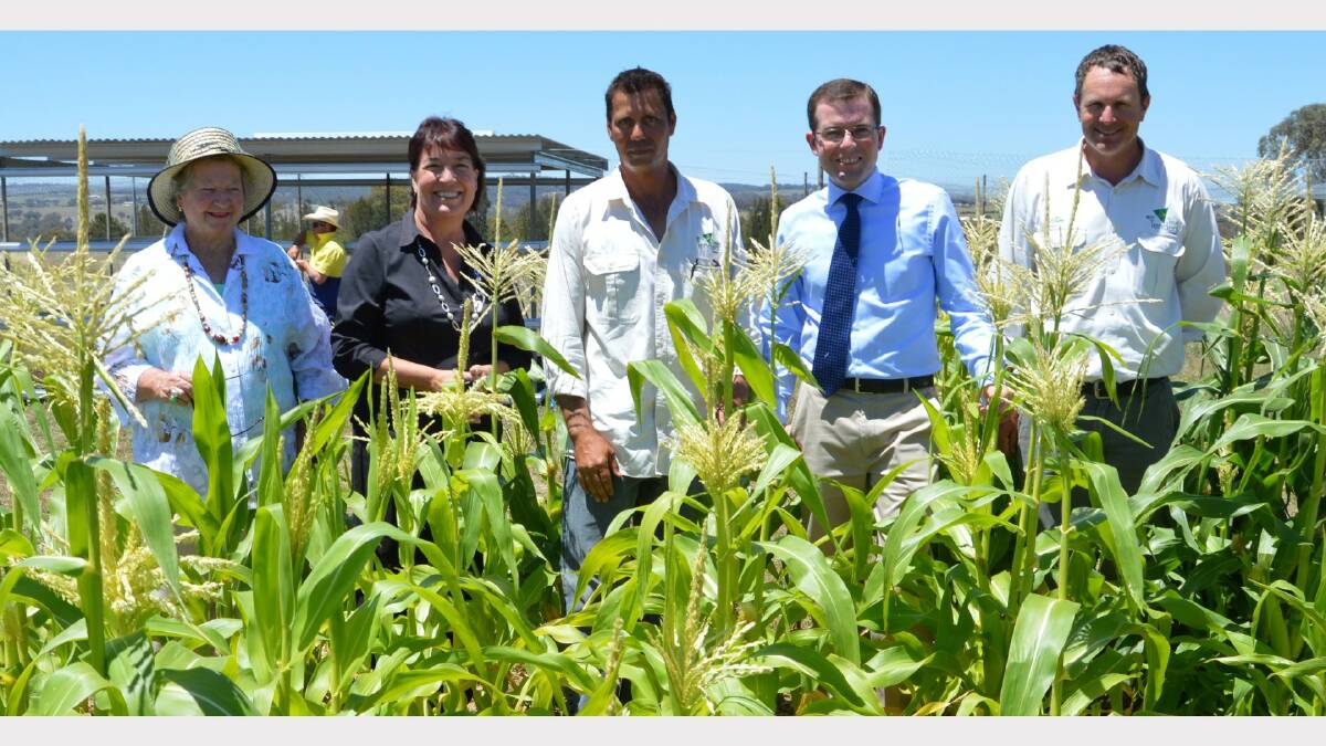 GOOD CROP: Inspecting the corn crop at Inverell’s Best Food Garden is local pensioner advocate Betty Moore, left, Best Employment CEO Penny Alliston-Hall, Best Food Garden Production Manager Danny Middleton, Member for Northern Tablelands Adam Marshall and Best Tree Tenders Nursery Assistant Tim Kolaczyk.