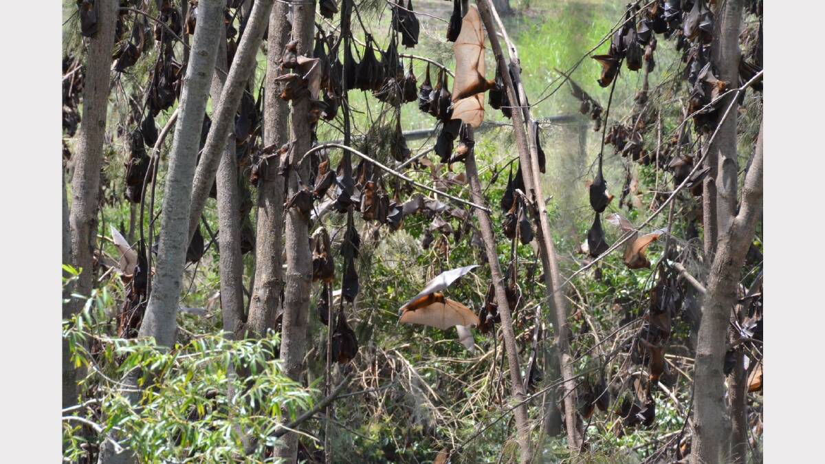 Flying foxes were on everybody's mind as they established large temporary colonies along the Macintyre River for many weeks and local historic residence Blair Athol, causing an enormous amount of physical and emotional havoc in their wake.