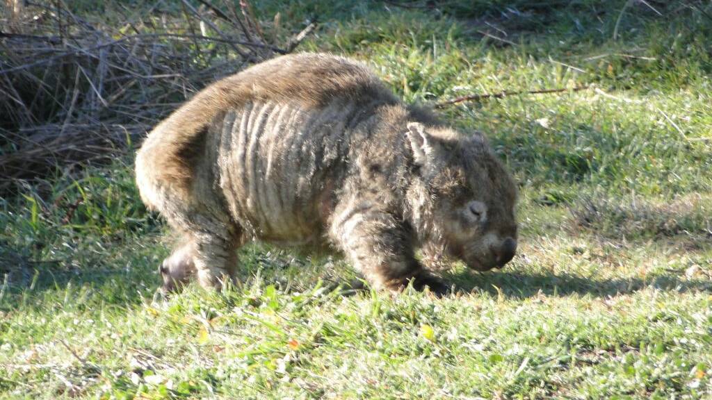 This male wombat was found at Urriara and euthanised. Picture: Wombat Rescue