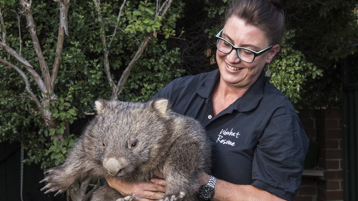 Wombat Rescue organiser Yolandi Vermaak with Sally the wombat. Picture: Supplied