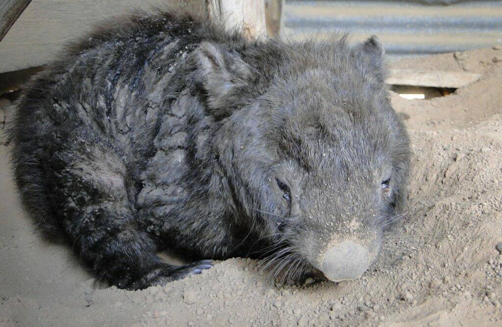 Aimee was found by Wombat Rescue in an unused shed at Googong Reserve. She was euthanised to end her suffering. Picture: Wombat Rescue