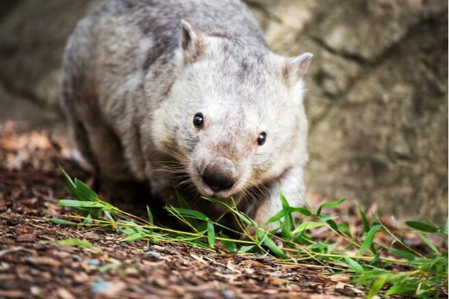 Winnie lived at the National Zoo and Aquarium for nearly three decades. The donation to the Wombat Rescue is in her name. Picture: Supplied
