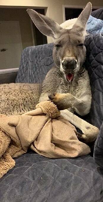 In addition to Woodrow, another famous marsupial called "Rufus the Couch Kangaroo" (pictured) lives at Pumpkin's Patch Kangaroo Sanctuary. Source: Kym Haywood