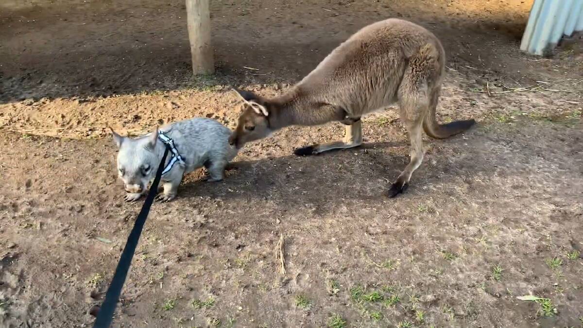 Woodrow was filmed curiously sniffing the ground in the kangaroo enclosure as Mrs Haywood guided him around on a leash - which is for the safety of the kangaroos. Source: Kym Haywood, Pumpkin's Patch Kangaroo Sanctuary
