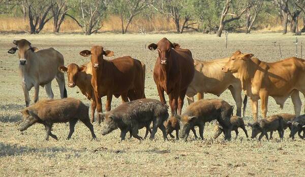 Recent blood sampling of feral pigs in NSW has revealed the presence of Japanese encephalitis (JEV), brucellosis and leptospirosis. Picture supplied.