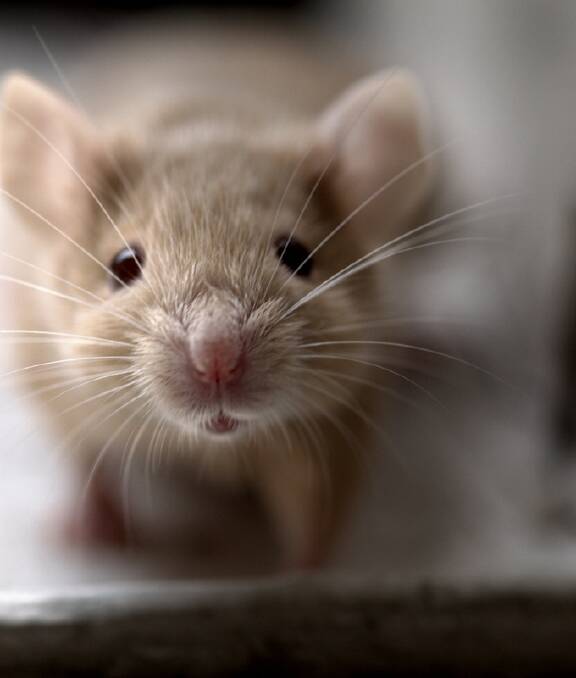 UNWANTED GUESTS: Mice can cause major problems in the home.