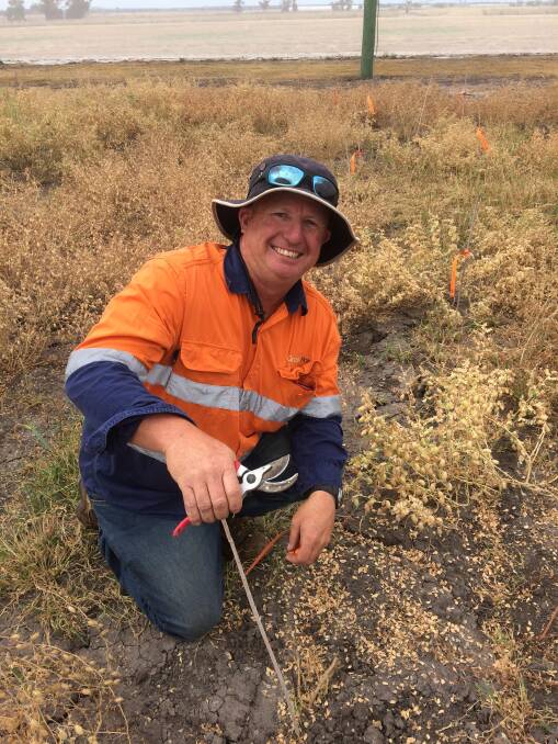 Smile or a grimace: Technical officer Kristian Bogdanoff hand harvesting a chickpea trial plot at The University of Sydney's Narrabri Plant Breeding Institute. Photo: Angela Pattison