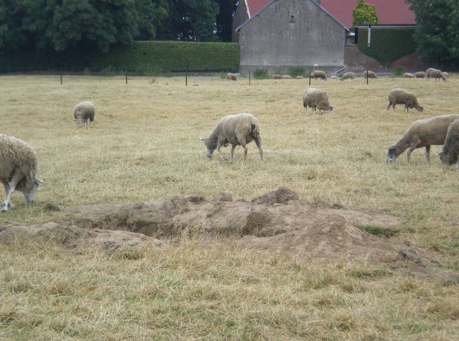 Sheep graze where soldiers lie on Didier's farm. 