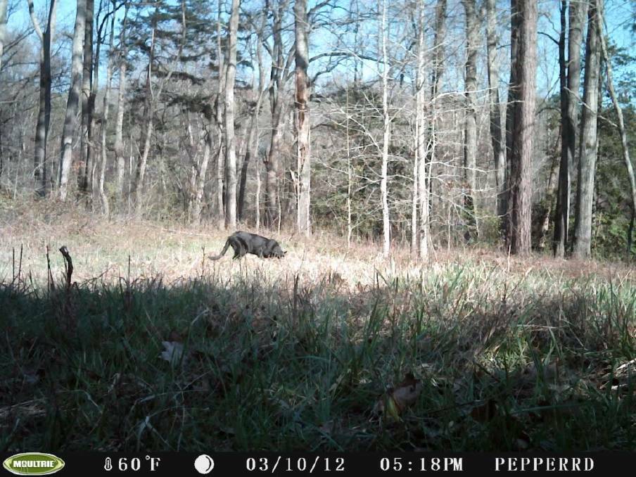 UNE zoologists weigh in on local black panther sightings