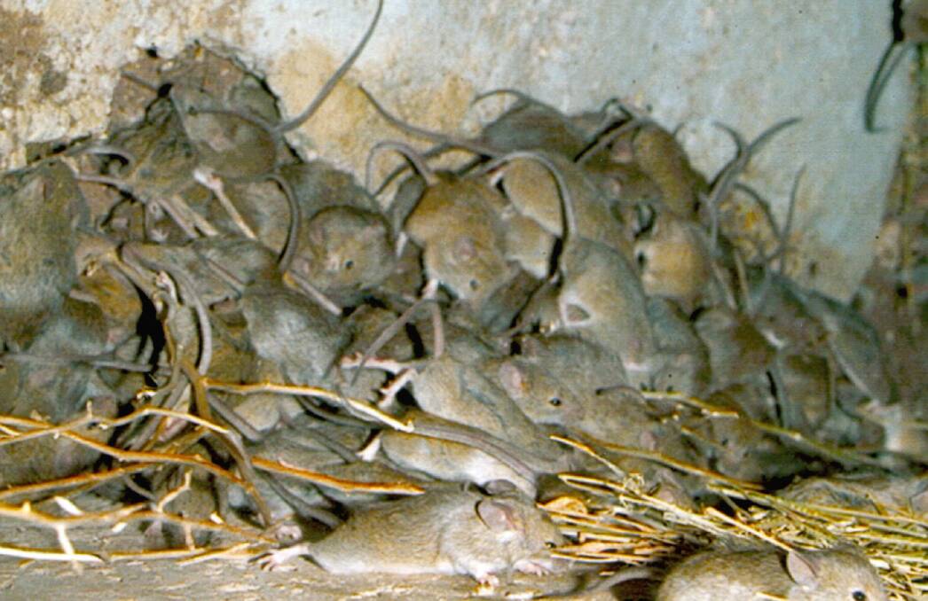 No mice plague help from federal govt for farmers