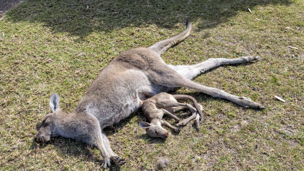 A kangaroo and her joey among the 21 killed on the night of September 28 in Tura Beach.
