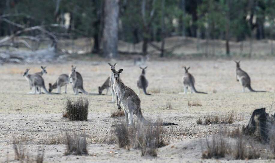 Victoria has made a big change to its annual roo culling program, dropping the ban on allowing human consumption.