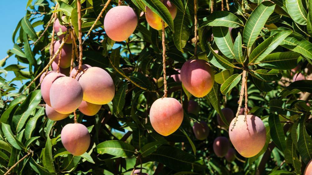 The NT grows half the mangoes in Australia, and most of those in the Katherine region.