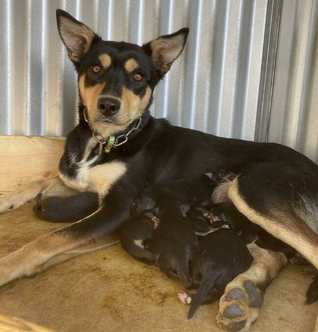 NEW MUM: Jill, a competitor in the Cobber Challenge, with her litter from earlier in 2021. Photo: supplied.