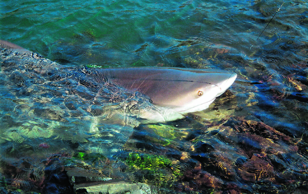 Shark Food: Bull sharks rely on saltmarsh to grow and survive. Picture: Ray Bain 