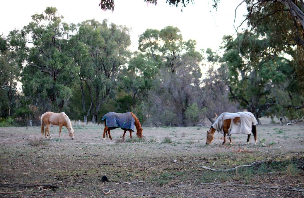 SLIM PICKINGS: Horses struggle to find feed in Werris Creek. Photo: Vanessa Höhnke