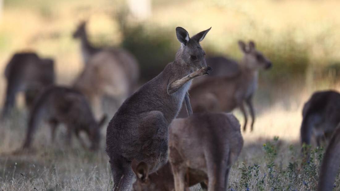 Farmers are fighting a losing battle against kangaroos during the dry weather. Photo: FILE