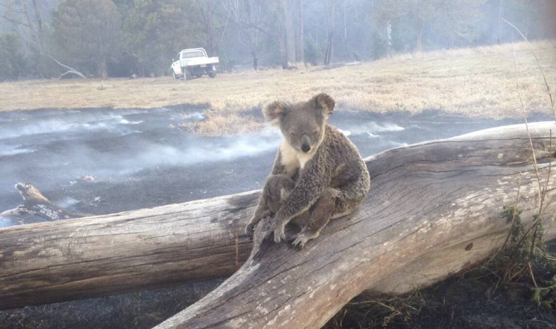 A koala amid the fire. Photo supplied by Aussie Ark