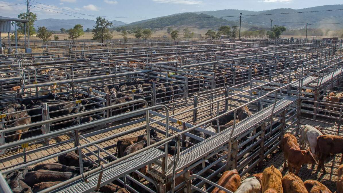 SELLING: Cattle waiting to be sold at Scone Saleyards on February 6, 2018. Picture: Nick Bielby