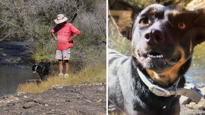 MISSING: Mr Anderson's beloved dog Bet, a black and tan kelpie, is still missing. Photos: Supplied