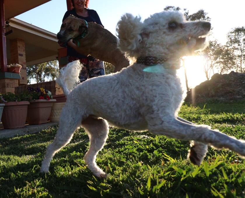 FROLIC: Leanne Sim's Kavoodle Lottie was bitten by a snake on Tuesday, but has now perked up after two nights at the vets. Photo: Jacinta Dickins