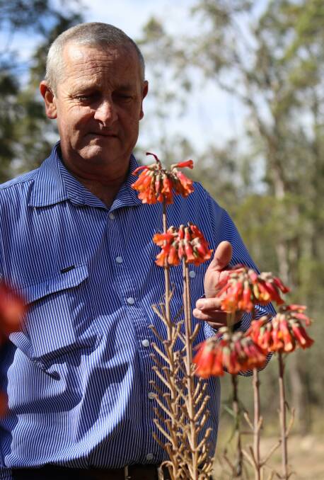 OH MOTHER: Geoff Riley will work with NEWA to combat weeds in the region, like the poisonous Mother of Millions he is pictured with here. Photo: Jacinta Dickins