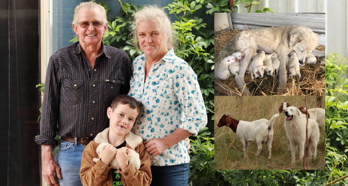 SURPRISE: Dave Ashenden with grandson Mason and wife Linda with one of the 11 pups from Maremma mum Eska, top, with dad Eddie proud as punch with his goat friends and charges, bottom. Photo: Jacinta Dickins