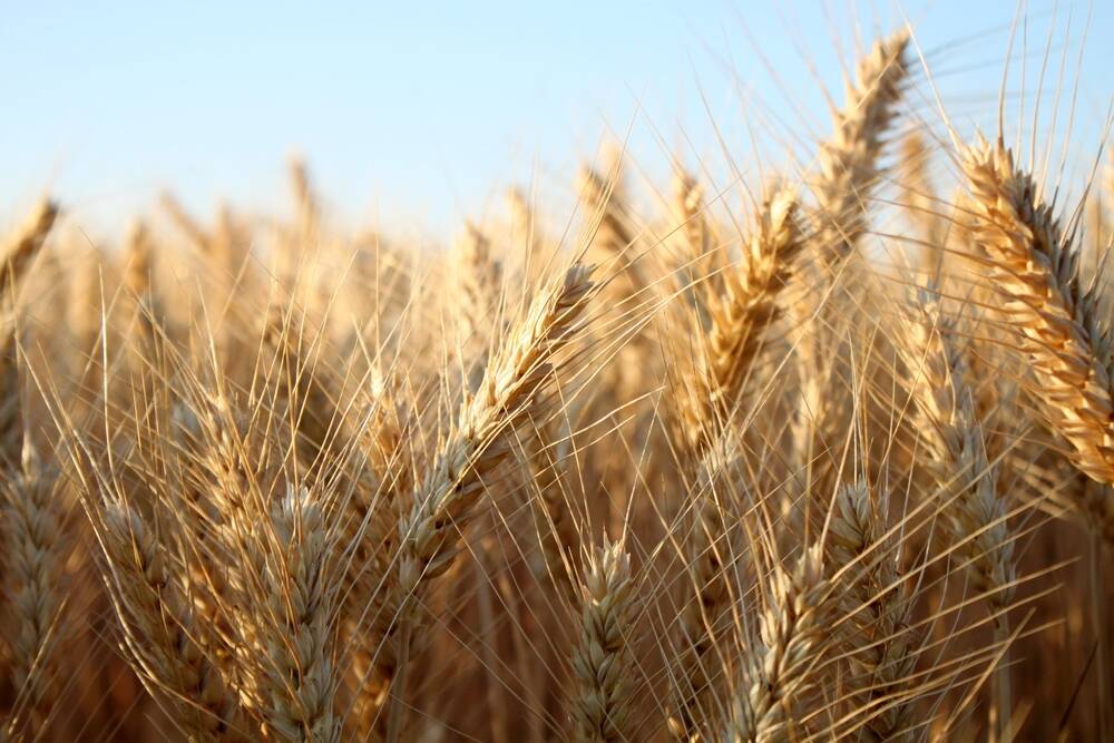 Search for the state's best wheat