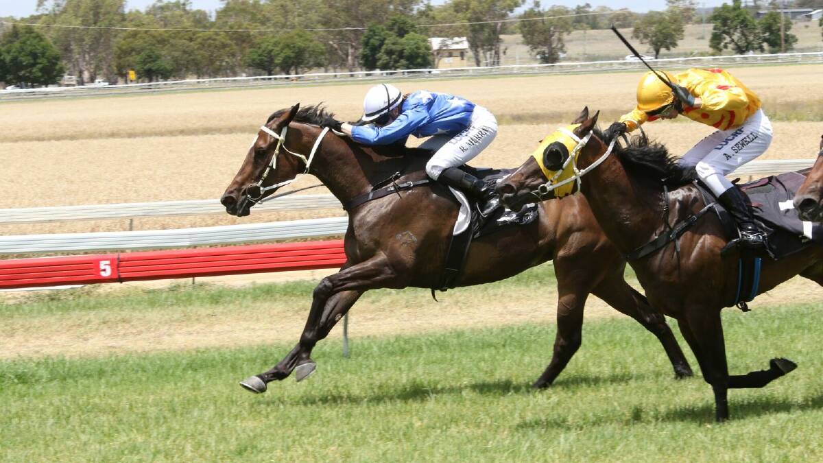 BIG FINISH: Punto Nero storms home to take out race two on Inverell Cup day. Photo: Bradley Photos 