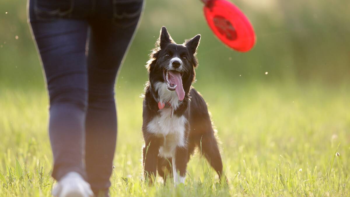 Off leash dog park to open soon