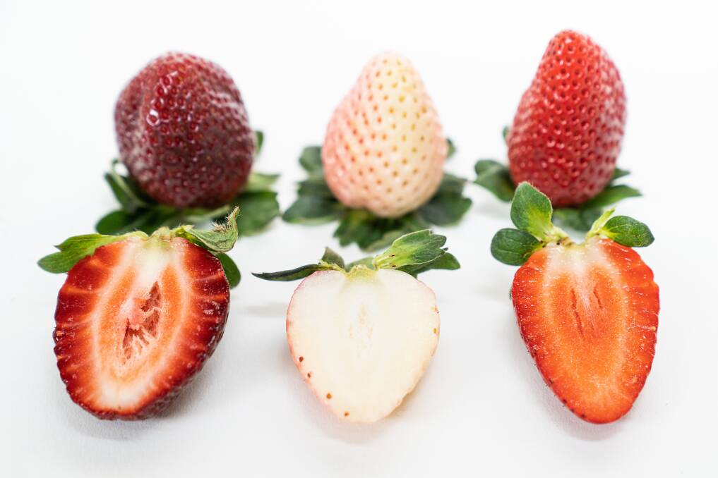 Queensland research is looking into the development of elite strawberry lines which could be sold into premium markets under distinct names. Picture supplied
