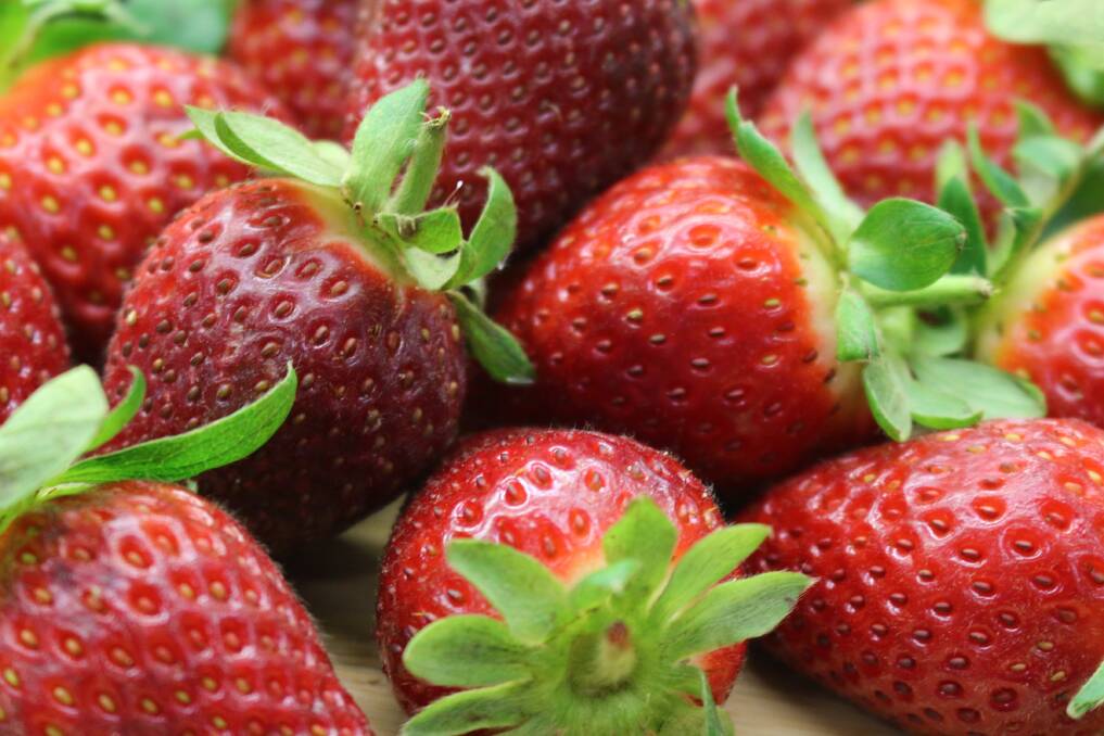 Elite strawberry varieties could be marketed with well-recognised names, like apple varieties. Picture supplied