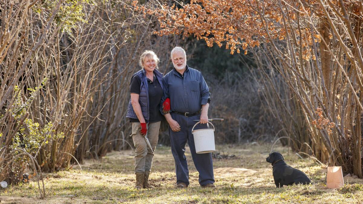 Peter and Kate Marshall search for truffles on their farm at Terra Preta Truffles at Braidwood. Picture: Destination NSW