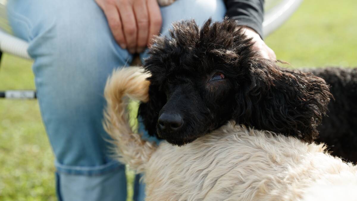 Poodle Brigitte requires her eye to be removed. Picture: Max Mason-Hubers