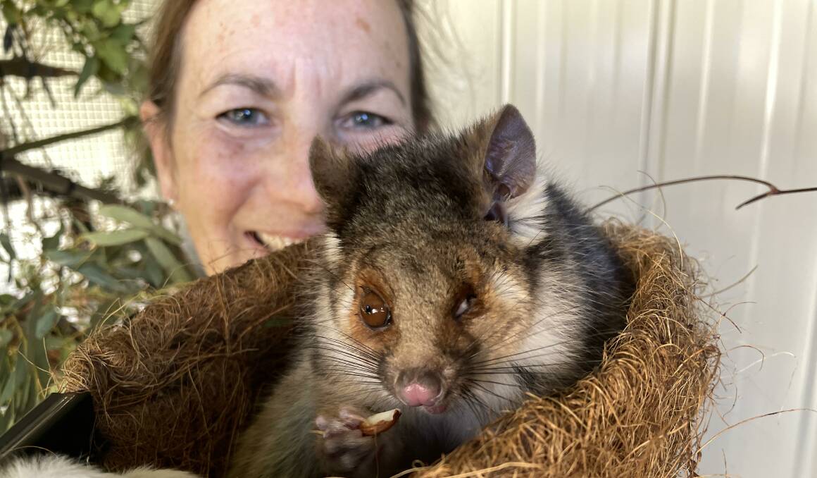Stella the ringtailed possum is one of 826 wildlife animals rescued in the past year by members of Northern Tablelands Wildlife Carers. 