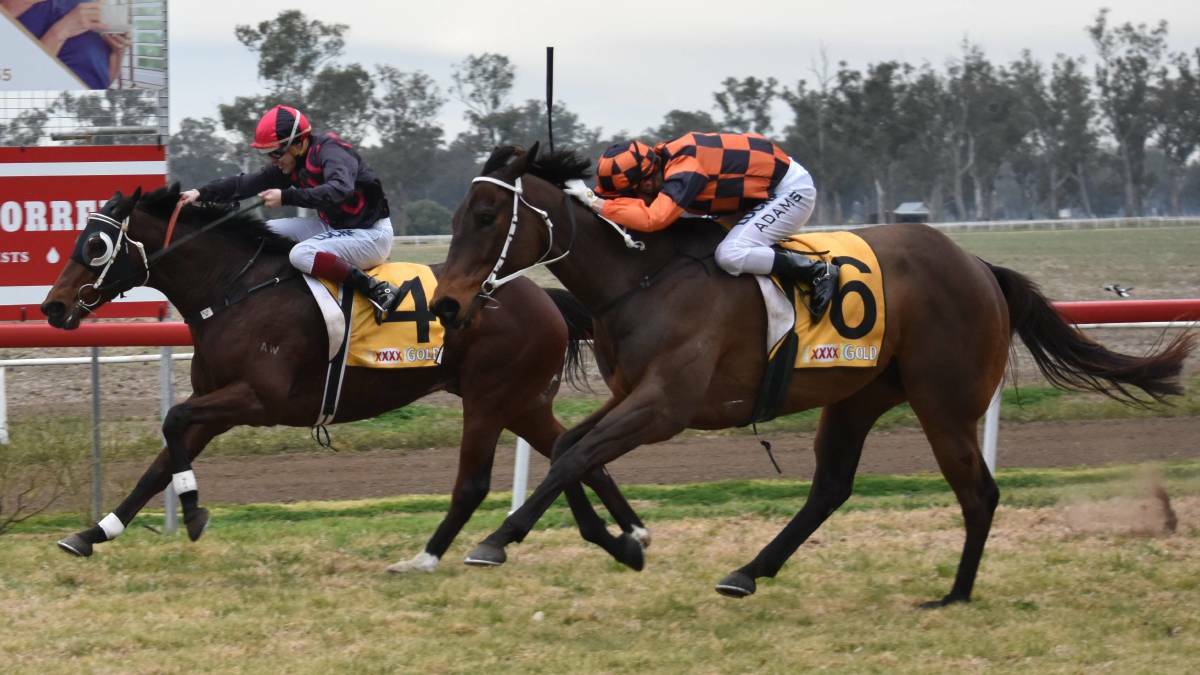 SWANSONG: Avroson edges Mishani Stealth in the 2017 Gunnedah Cup. Mishani Stealth's last race is Tuesday's Inverell Cup. Photo: Ben Jaffrey