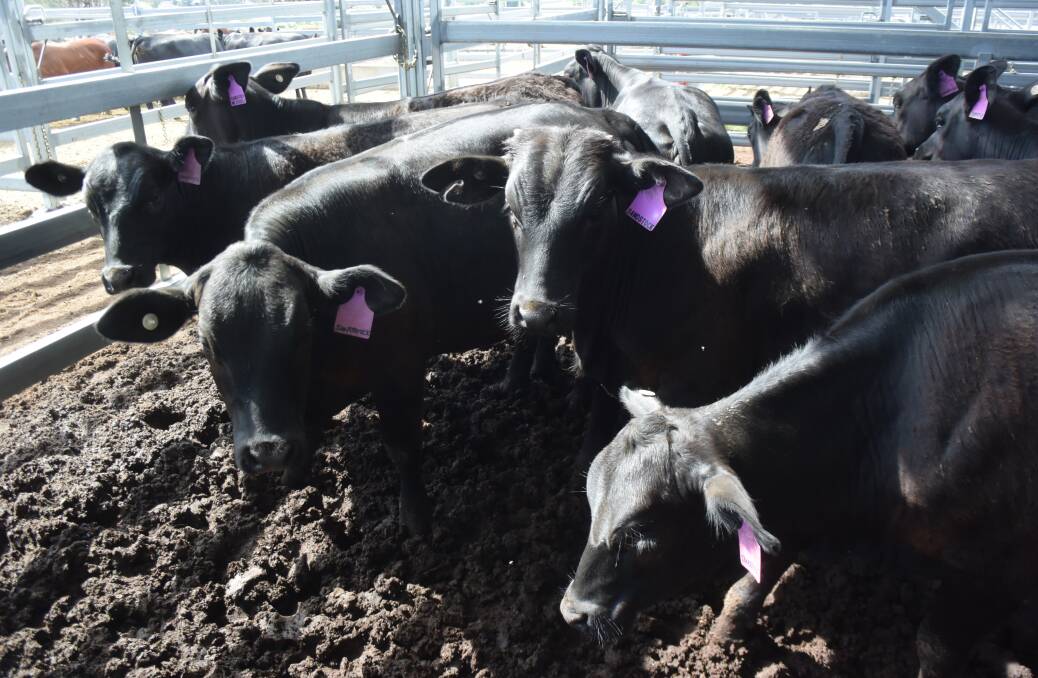 These Angus heifers, 231kg made 473c/kg and went to the New England Tablelands.