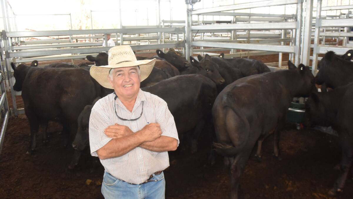 Inverell Livestock Exchange yardman Danny McCormack with a pen of Angus steers, 323.6kg from Steve Hart at Copeton Dam that brought 480c/kg or $1553, going back to the paddock locally.