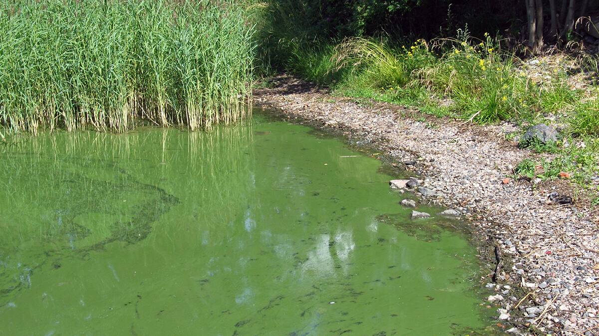 A red alert has been placed on the Macintyre River at Inverell and Lake Inverell for blue-green algae. File photo. 