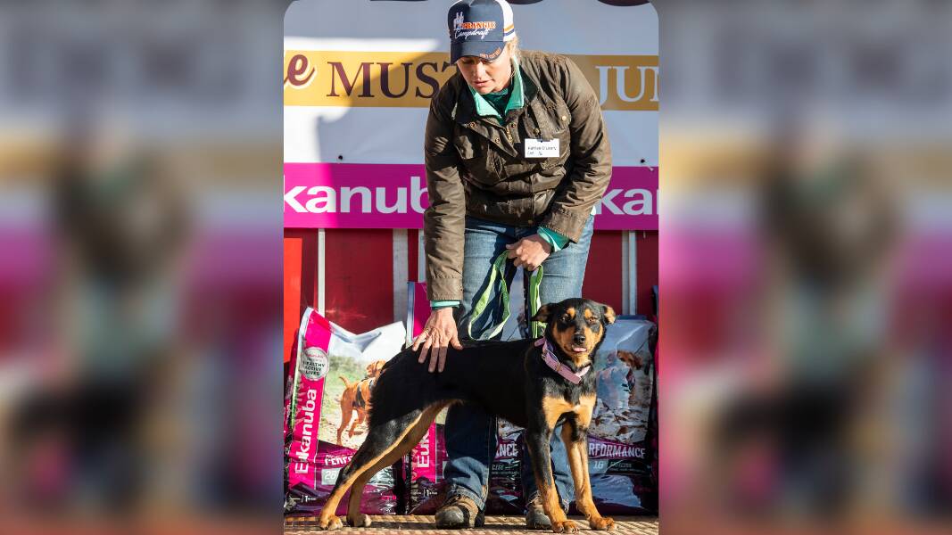 TOP-PRICE DOG: Dubbo, NSW, trainer Kahlee O'Leary and Hazeldell Kimmy, a 33-month old black and tan bitch, which sold for $27,000. Photo supplied.