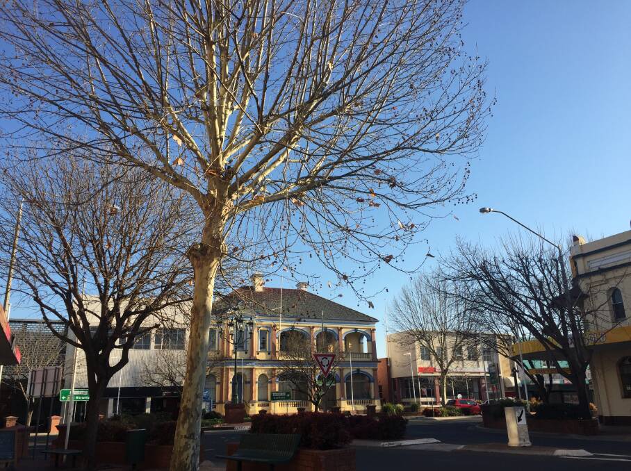 Streetscape: A plane tree (foreground) at the top of Otho Street. Photo: Heidi Gibson