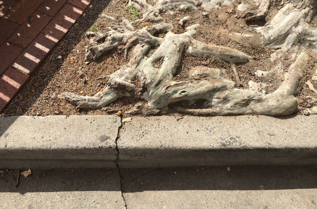 Cracking up: Escaped plane tree roots have caused damage to CBD infrastructure. 