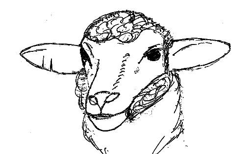 Ear Markings: Drawing showing how the stolen sheep were ear marked with two slits on one ear. 