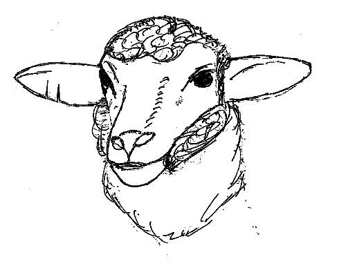 Identification:The missing sheep have are marked on one ear with two vertical splits. 