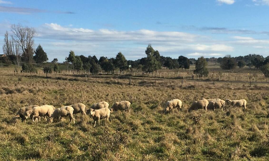 Sheep stolen: An Elsmore property has suffered two stock thefts within 12 months. File photo: Heidi Gibson